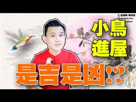 麻雀進屋|【家裡飛進麻雀】家裡飛進麻雀！風水大解析，暗示了什麼美好的。